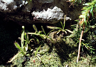 APII jpeg image of Drosera arcturi  © contact APII