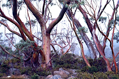 APII jpeg image of Eucalyptus coccifera  © contact APII