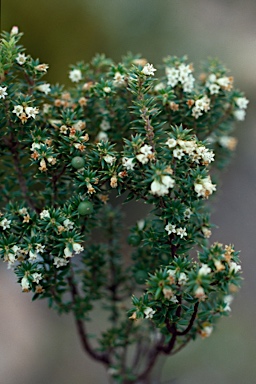 APII jpeg image of Leucopogon parvifolia  © contact APII