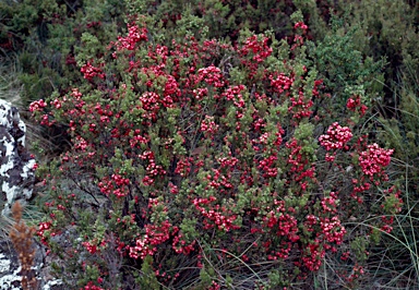 APII jpeg image of Leptecophylla juniperina subsp. parvifolia  © contact APII