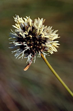 APII jpeg image of Gymnoschoenus sphaerocephalus  © contact APII