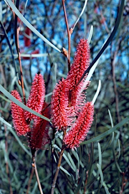 APII jpeg image of Hakea coriacea  © contact APII