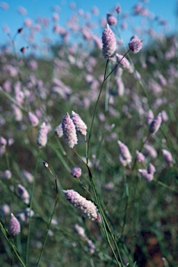 APII jpeg image of Ptilotus calostachyus  © contact APII