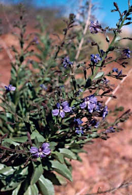 APII jpeg image of Goodenia stobbsiana  © contact APII