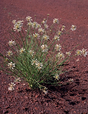 APII jpeg image of Ptilotus fusiformis  © contact APII