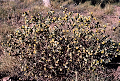 APII jpeg image of Pimelea ammocharis  © contact APII