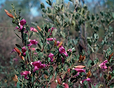 APII jpeg image of Eremophila maculata  © contact APII