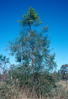 APII jpeg image of Codonocarpus cotinifolius  © contact APII