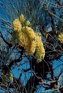 APII jpeg image of Hakea lorea  © contact APII