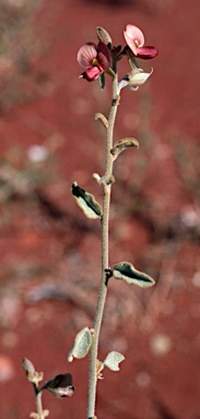 APII jpeg image of Isotropis atropurpurea  © contact APII