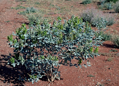 APII jpeg image of Crotalaria cunninghamii  © contact APII