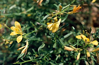 APII jpeg image of Cleome uncifera  © contact APII