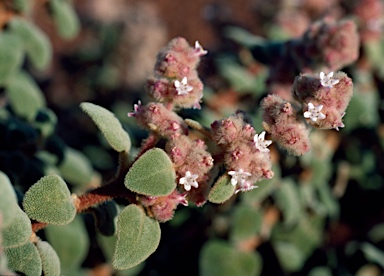 APII jpeg image of Dicrastylis cordifolia  © contact APII