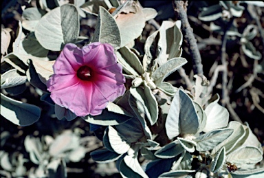 APII jpeg image of Ipomoea yardiensis  © contact APII