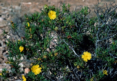 APII jpeg image of Hibbertia spicata subsp. spicata  © contact APII