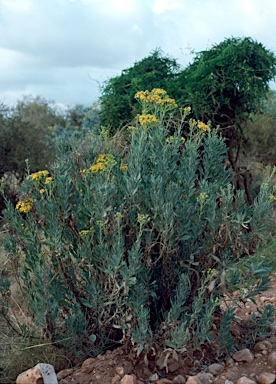 APII jpeg image of Senecio magnificus  © contact APII