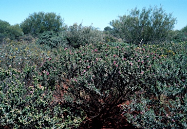 APII jpeg image of Eremophila cuneifolia  © contact APII