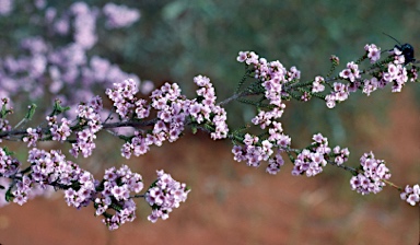 APII jpeg image of Thryptomene johnsonii  © contact APII