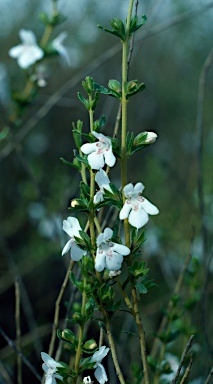 APII jpeg image of Hemigenia diplanthera  © contact APII