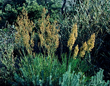 APII jpeg image of Stirlingia latifolia  © contact APII