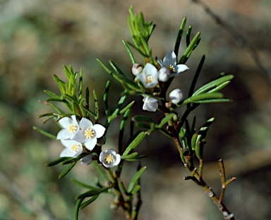 APII jpeg image of Boronia ramosa  © contact APII