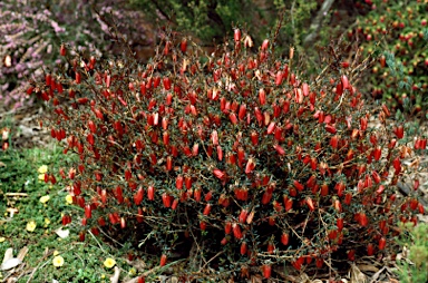 APII jpeg image of Darwinia hypericifolia  © contact APII