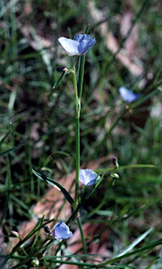 APII jpeg image of Commelina ensifolia  © contact APII