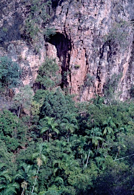 APII jpeg image of Carpentaria acuminata  © contact APII