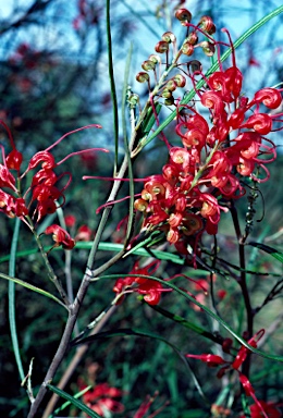 APII jpeg image of Grevillea longistyla  © contact APII