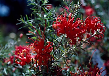 APII jpeg image of Grevillea 'Poorinda Beauty'  © contact APII