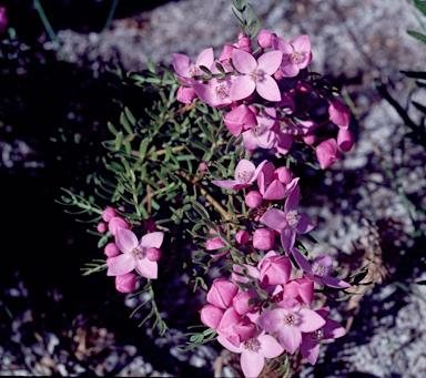 APII jpeg image of Boronia pinnata  © contact APII