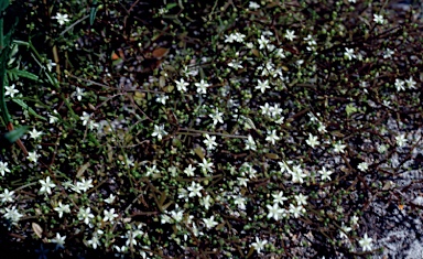 APII jpeg image of Macarthuria neocambrica  © contact APII