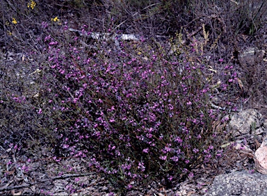 APII jpeg image of Mirbelia speciosa  © contact APII