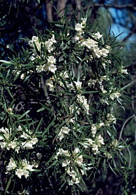 APII jpeg image of Eremophila mitchellii  © contact APII