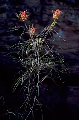 APII jpeg image of Grevillea longistyla  © contact APII