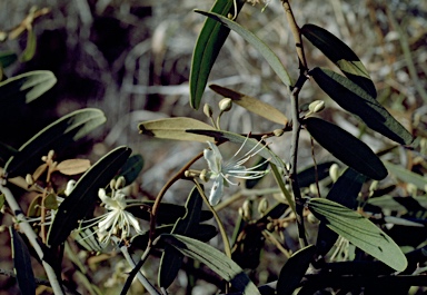 APII jpeg image of Capparis lasiantha  © contact APII