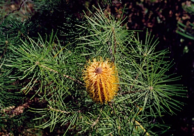 APII jpeg image of Banksia spinulosa  © contact APII