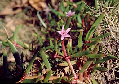 APII jpeg image of Sesuvium portulacastrum  © contact APII