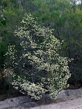 APII jpeg image of Ricinocarpos pinifolius  © contact APII