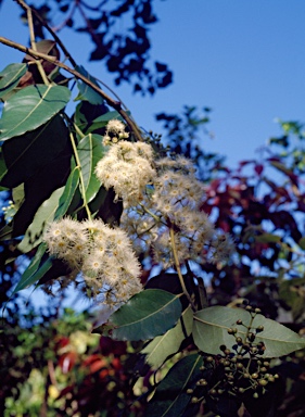 APII jpeg image of Eucalyptus deglupta  © contact APII