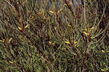 APII jpeg image of Persoonia saundersiana  © contact APII