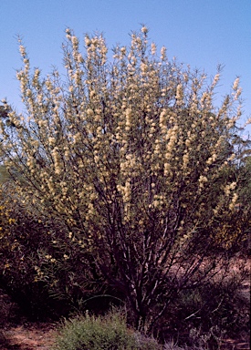 APII jpeg image of Hakea recurva  © contact APII