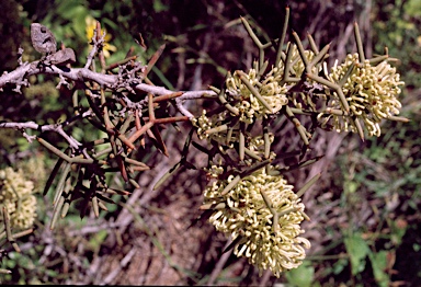 APII jpeg image of Hakea preissii  © contact APII