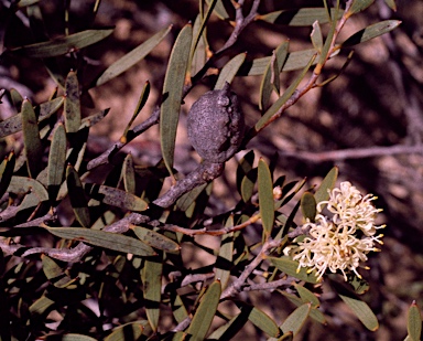 APII jpeg image of Hakea cygna subsp. cygna  © contact APII