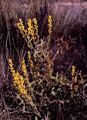 APII jpeg image of Synaphea spinulosa  © contact APII