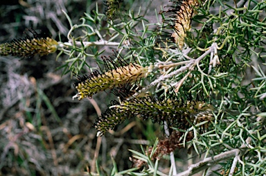 APII jpeg image of Grevillea armigera  © contact APII