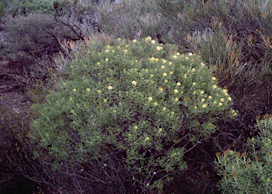 APII jpeg image of Petrophile seminuda  © contact APII