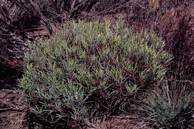 APII jpeg image of Grevillea granulosa  © contact APII