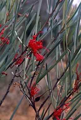 APII jpeg image of Grevillea granulosa  © contact APII