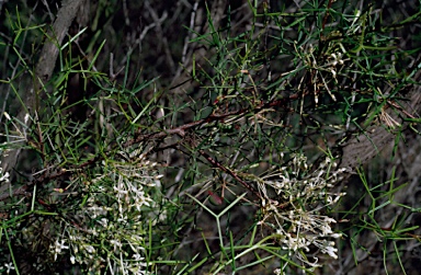 APII jpeg image of Grevillea levis  © contact APII